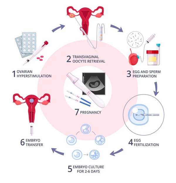 备孕期营养补充与健康指南